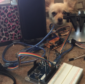 Chihuahua and electronics